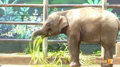 小象莫莉首次爆料视频,独家爆料背后的故事 第3张 小象莫莉首次爆料视频,独家爆料背后的故事 第3张