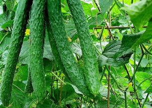 黄瓜农药爆料视频播放大全,视频爆料大全深度解析 第3张 黄瓜农药爆料视频播放大全,视频爆料大全深度解析 第3张